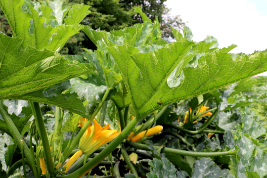 Lechner Zucchini