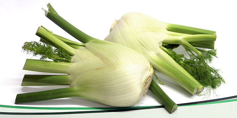 Lechner Fenchel