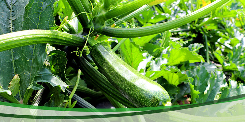 Lechner Zucchini